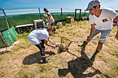 France, Cotes d'Armor, Pink Granite Coast, Pleumeur Bodou, Grande Island, Ornithological Station of the League of Protection of Birds (LPO), counting, weighing, census and ringing of Brown Gulls (Larus fuscus) and Herring Gulls (Larus argentatus) before releasing larger ones