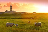 Frankreich, Finistere, Ponant-Inseln, Regionaler Naturpark Armorica, Meer der Iroise, Insel Ouessant, Biosphärenreservat (UNESCO), Schafe und der Leuchtturm von Creac'h im Hintergrund