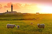 France, Finistere, Ponant Islands, Armorica Regional Nature Park, Iroise Sea, Ouessant Island, Biosphere Reserve (UNESCO), Sheep and the Creac'h Lighthouse in the background