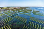 France, Calvados, Grandcamp Maisy, tractor in oyster farms in the Vire river estuary (aerial view)