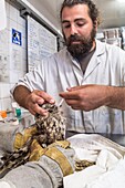 France, Cotes d'Armor, Pink Granite Coast, Pleumeur Bodou, Grande Island, Ornithological Station of the League of Protection of Birds (LPO), Wildlife Care Center, care of an owl