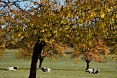 France, Doubs, Vandoncourt, orchards, cows grazing under the fruit trees
