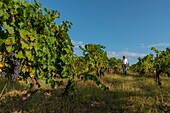 France, Herault, Poussan, Domain Clos des Nines, man walking in vineyards