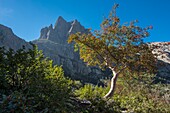 France, Haute Corse, Corte, Restonica Valley, Regional Nature Park, hike to Lake Melo, Sorbier and Lombarduccio Peak
