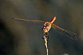 Frankreich, Var, Six Fours les Plages, Le Brusc, Gaou Inseln, Libelle (Sympetrum fonscolombii), Männchen