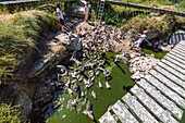 Frankreich, Cotes d'Armor, Rosa Granitküste, Pleumeur Bodou, Grande Island, Ornithologische Station der Liga für Vogelschutz (LPO), Zählen, Wiegen, Zählung und Beringung von Silbermöwen (Larus fuscus) und Heringsmöwen (Larus argentatus) vor der Freilassung größerer Exemplare