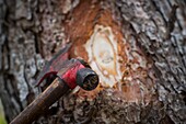 Frankreich, Haute Corse, Vivario, im Wald von Verghello, die Axt zur Markierung der Bäume des Siegels der NFB