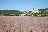 Frankreich, Alpes de Haute Provence, Simiane la Rotonde, Muskatellersalbei-Feld (Salvia sclarea)