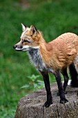 France, Moselle, Rhodes, Sainte Croix wildlife park, Fox (Vulpes vulpes)