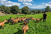 France, Corse du Sud, Alta Rocca, Gislain Mariani, farmer and his flock of goats in the meadows south of the village of Quenza