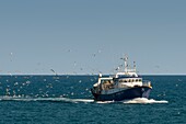 France, Herault, Sete, Trawler of return of fishing