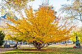 Frankreich, Paris, Luxemburgischer Garten im Herbst