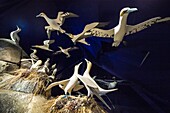 France, Cotes d'Armor, Pink Granite Coast, Pleumeur Bodou, Grande Island, Ornithological Station of the League of Protection of Birds (LPO), the ornithological museum