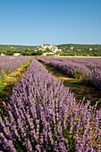 Frankreich, Alpes de Haute Provence, Simiane la Rotonde, Lavendelfeld am Fuße des Dorfes