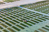 France, Calvados, Ver sur Mer, tractor in oyster farms (aerial view)