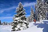 France, Jura, GTJ, great crossing of the Jura on snowshoes, crossing majestic landscapes between thorny forest and clearing near Molunes