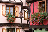 Frankreich, Haut Rhin, Route des Vins d'Alsace, Riquewihr, ausgezeichnet als Les Plus Beaux Villages de France (eines der schönsten Dörfer Frankreichs), Fassade des Geschäfts von Kate Wohlfart Feerie de Noel und Fassade eines traditionellen Fachwerkhauses