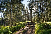 France, Corse du Sud, Alta Rocca, Bavella pass, hike to the bomb hole, U Tafunu di u Compuleddu, passage in the pine forest Laricios