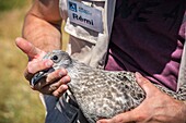 Frankreich, Cotes d'Armor, Rosa Granitküste, Pleumeur Bodou, Grande Island, Ornithologische Station des Vogelschutzbundes (LPO), Zählen, Wiegen, Zählung und Beringung von Silbermöwen (Larus fuscus) und Heringsmöwen (Larus argentatus) vor der Freilassung größerer Tiere