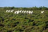 France, Bouches du Rhone, Camargue Regional Nature Park, Arles, Salin de Giraud, Domaine de La Palissade