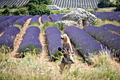 France, Drome, Drome Provencale, Ferrassieres, borie in a lavender field