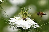 France, Territoire de Belfort, Belfort, kitchen garden, honey bee (Apis mellifera) in flight, flower (Nigella damascena)