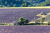 France, Drome, Drome Provencale, Ferrassieres, bories in a lavender field