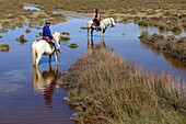 France, Bouches du Rhone, Camargue Regional Nature Park, Saintes Maries de la Mer, Domaine du Grand Rafeau, Manade Raynaud