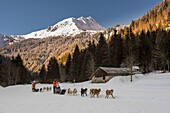 France, Haute Savoie, Massif of the Mont Blanc, the Contamines Montjoie, trails round in harness of dogs of sleds on the Scandinavian space of notre dame de la Gorge with the needle of Roselette