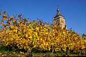 France, Jura, Arbois, vineyards, Saint Just church dated 11-16th century, tower, vineyards, autumn