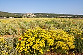 Frankreich, Alpes de Haute Provence, Simiane la Rotonde, Feld mit immerwährender Blume und Helichrysum italicum), das Dorf im Hintergrund