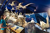 Frankreich, Cotes d'Armor, Rosa Granitküste, Pleumeur Bodou, Grande Island, Ornithologische Station des Vogelschutzbundes (LPO), das ornithologische Museum