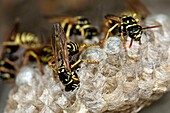 France, Territoire de Belfort, Belfort, window, window planter, nest of wasps, Polistes gallicus or Polistes doninulus, feeding larvae