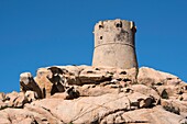 France, Corse du Sud, Campomoro, Tizzano, hiking on the coastal path in the Senetosa reserve, above the lighthouse, the Genoese tower