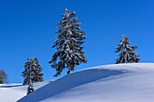Frankreich, Jura, GTJ, große Juradurchquerung auf Schneeschuhen, verschneite Landschaft der Hochebene der Hautes Combes