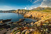 France, Corse du Sud, Porto, Gulf of Porto listed as World Heritage by UNESCO, walk to the tip of Tuselli at sunset and Capo Rosso