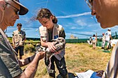 France, Cotes d'Armor, Pink Granite Coast, Pleumeur Bodou, Grande Island, Ornithological Station of the League of Protection of Birds (LPO), counting, weighing, census and ringing of Brown Gulls (Larus fuscus) and Herring Gulls (Larus argentatus) before releasing larger ones