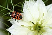 France, Territoire de Belfort, Belfort, kitchen garden, bug (Eurydema ornata), flower (Nigella damascena)