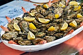 France, Herault, Bouzigues, plate of oysters