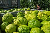 Frankreich, Haute Corse, östliche Ebene, der Anbau von Zitronen ist wieder eine landwirtschaftliche Aktivität in der Entwicklung, hier das Sammeln der Früchte, wenn sie noch grün sind
