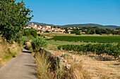 France, Herault, Poussan, Road lined with a low wall following a vineyard with a village in the background