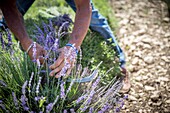 France, Drome, Drome provencale, Ferrassieres, demonstration of manual cutting of lavender with sickle as part of the lavender festival in Ferrassieres