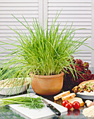 Allium schoenoprasum- Chives