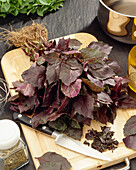 Basilikum (Ocimum basilicum)