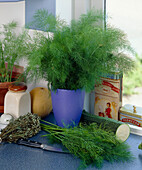 Anethum graveolens- Dill