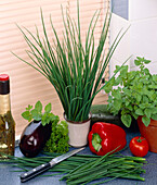 Allium schoenoprasum