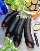 Solanum melongena