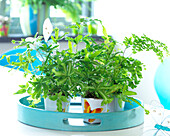 Adiantum fragrans, Pteris cretica- Ferns