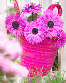 Anemone coronaria The Admiral