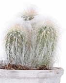 Cephalocereus senilis